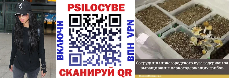 Псилоцибиновые грибы Cubensis  Купить где  Апатиты 